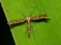 Stenodacma wahlbergi