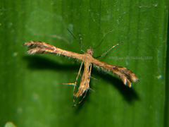 Stenodacma wahlbergi