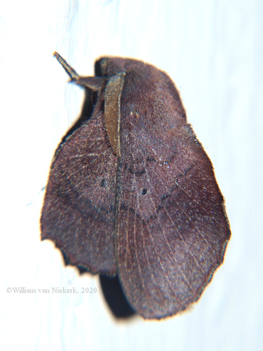 Stenophatna