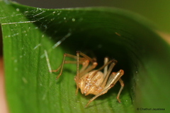 Scytodidae