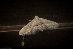 Araeopteron canescens