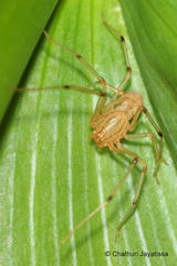 Scytodidae