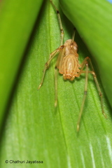 Scytodidae