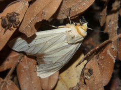 Ustjuzhania lineata