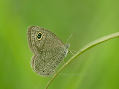 Ypthima rhodesiana