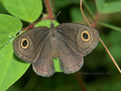 Ypthima granulosa