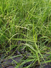 Leersia