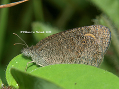 Ypthima granulosa