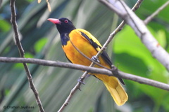 Oriolus xanthornus