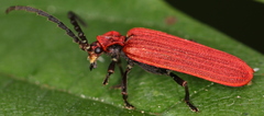 Lopheros rubens