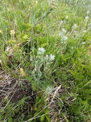 Bupleurum multinerve