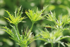 Eryngium hookeri