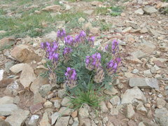 Astragalus laguroides