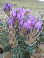 Astragalus laguroides