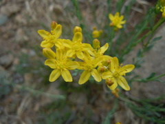 Haplophyllum dauricum