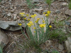 Haplophyllum dauricum