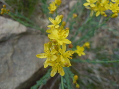Haplophyllum dauricum