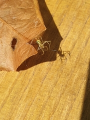 Enoplognatha ovata