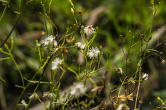 Senecio diaschides