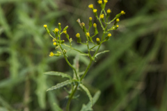 Senecio diaschides