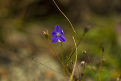 Wahlenbergia multicaulis