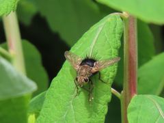 Epalpus