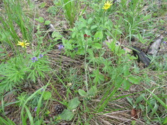 Tephroseris porphyrantha