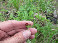 Tephroseris porphyrantha