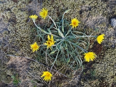 Tragopogon gorskianus