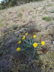 Tragopogon gorskianus