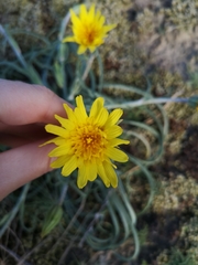 Tragopogon gorskianus