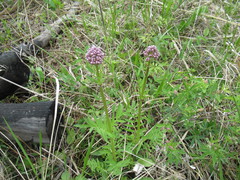 Valeriana alternifolia