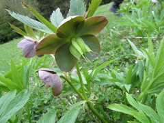 Helleborus purpurascens