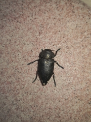 Capnodis