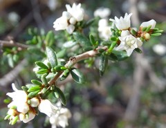 Cryptandra amara