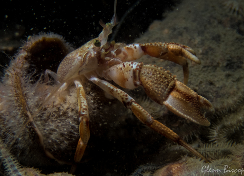 Common Hermit Crab, photo 4 of 7