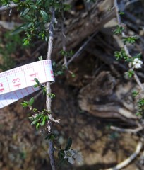 Cryptandra amara