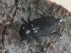 Capnodis