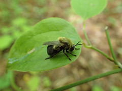 Microdon megalogaster