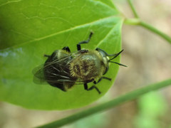 Microdon megalogaster