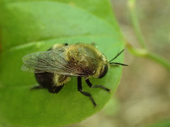 Microdon megalogaster
