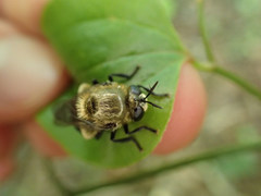 Microdon megalogaster