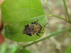 Microdon megalogaster