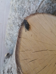 Capnodis
