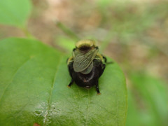 Microdon megalogaster