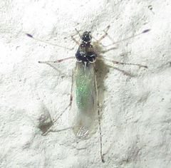 Micrometacanthus trichoferus