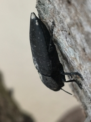 Capnodis