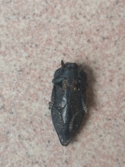 Capnodis