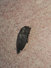 Capnodis