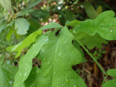 Mathildana newmanella